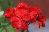 Drops on Flower Macro<BR>August 27, 2012