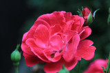 Red Rose Macro<BR>September 4, 2012