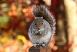 Squirrel on deck post
