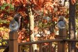 Squirrel Bookends