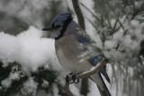 Bluejay in Snowy Tree<BR>December 20, 2007