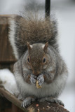Squirrel<BR>January 6, 2008