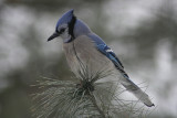 Bluejay<BR>January 17, 2008