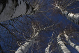 Inside a Birch Tree<BR>January 28, 2008