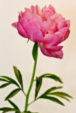 PIVOINE I