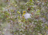 Verdin (Auriparus flaviceps)