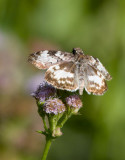 White-patched Skipper (Chiomara georgina)