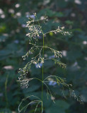Tuvtåtel (Deschampsia cespitosa)