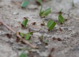 Leaf-cutting Ant (Atta cephalotes)