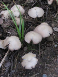 Vitspröding (Psathyrella candolleana)