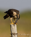 Aplomado Falcon (Falco femoralis)
