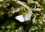 Turkīs-Cap White-Skipper (heliopetes macaira)