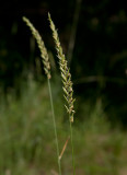 Kvickrot (Elymus repens ssp. repens)