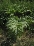 Jätteloka (Heracleum mantegazzianum)