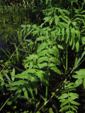 Vattenmärke (Sium latifolium)