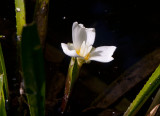 Vattenaloe (Stratiotes aloides)