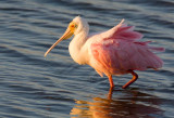 Roseate Spoonbill (Platalea ajaja)