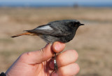 Black Redstart (Phoenicurus ochruros)