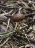 Tallkotteskivling (Strobilurus stephanocystis)