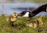 Canada Goose (Branta canadensis)