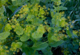 Vingloka (Smyrnium perfoliatum)