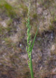 Radgräs (Beckmannia syzigachne)