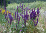 Stäppsalvia (Salvia nemorosa)