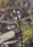 Jrnrt (Verbena officinalis)