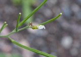 Kåltrav (Conringia orientalis)