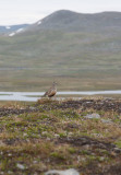 Eurasian Dotterel (Charadrius morinellus)