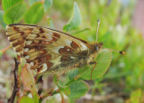 Fjllprlemorfjril (Boloria napaea)