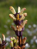 Kung Karls spira (Pedicularis sceptrum-carolinum)