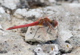 Vandrande ngstrollslnda (Sympetrum fonscolombii)