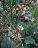 Nsselsnrja (Cuscuta europaea)