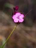 Brdranejlika (Dianthus carthusianorum)