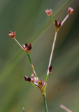 Torvtåg (Juncus alpinoarticulatus ssp. alpinoarticulatus)
