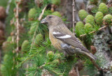 Two-barred Crossbill (Loxia leucoptera)