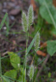 Skäggräs (Polypogon monspeliensis)