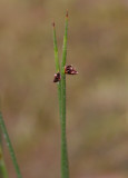 Fjälltåg (Juncus arcticus ssp. arcticus)