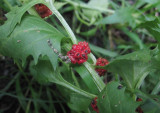 Bärmålla (Chenopodium foliosum)