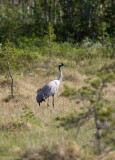 Common Crane (Grus grus)