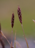 Fjällhavre (Trisetum spicatum ssp. spicatum)