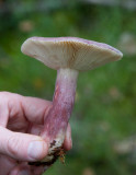 Trkremla (Russula sardonia)
