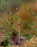 Trådfräken (Equisetum scirpoides)