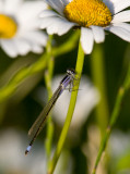 Strre kustflickslnda (Ischnura elegans)