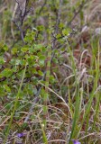 Krrfrken (Equisetum palustre)