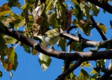 Yellow-browed Warbler (Phylloscopus inornatus)