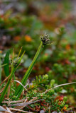 Fjällstarr (Carex norvegica ssp. norvegica)