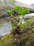 Fjällkvanne (Angelica archangelica ssp. archangelica)
