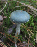 Ärggrön kragskivling (Stropharia aeruginosa)